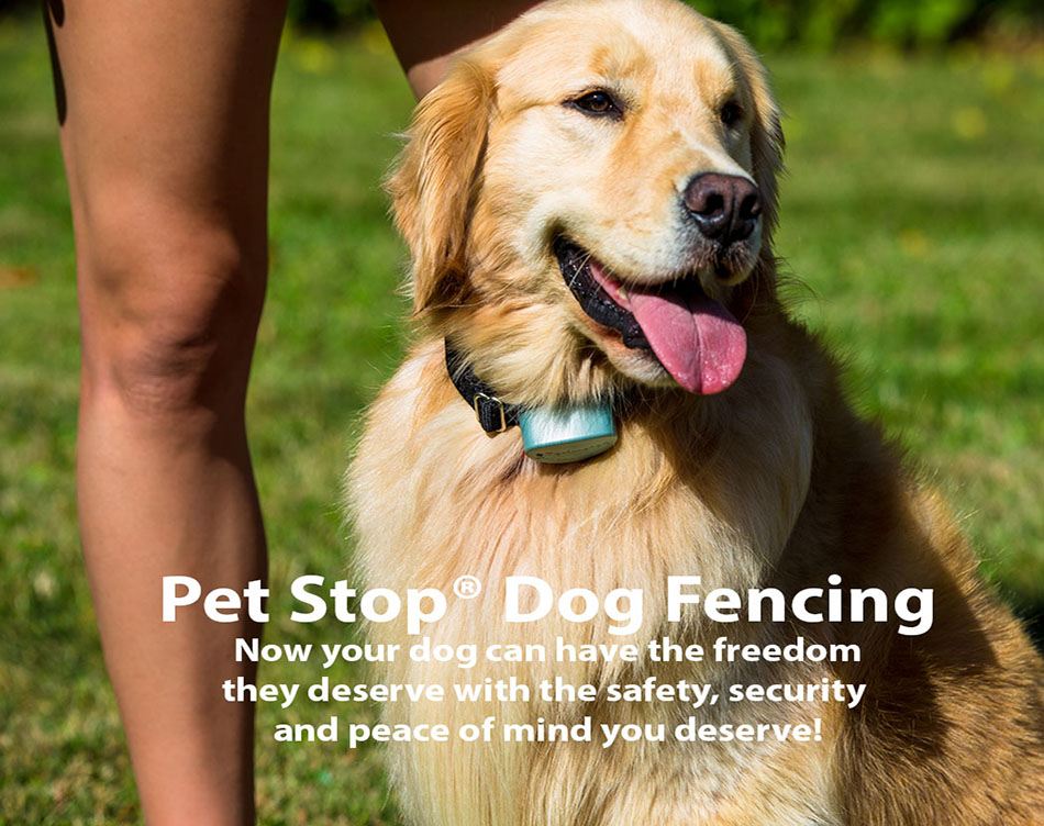 pet stop pet fence